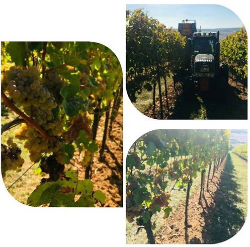 Riesling Lese 2018
