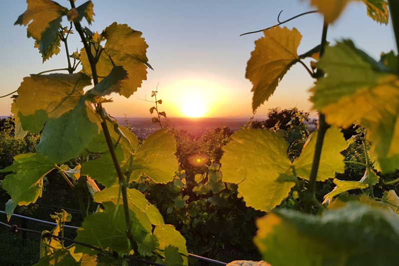 Wein Sonnenuntergang Groß-Umstadt
