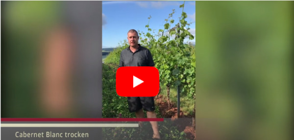 Video Jungweinprobe 2020 Rebsorte Cabernet Blanc trocken